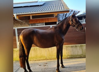 PRE Mix, Hengst, 2 Jaar, 164 cm, Bruin