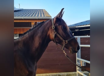 PRE Mix, Hengst, 2 Jaar, 164 cm, Bruin