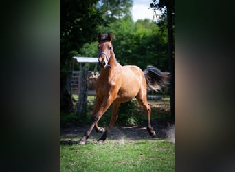 PRE Mix, Hengst, 2 Jaar, 164 cm, Bruin