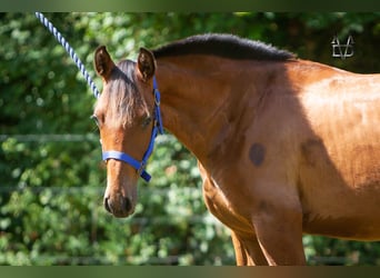 PRE Mix, Hengst, 2 Jaar, 164 cm, Bruin