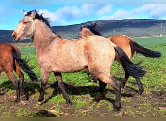 PRE, Hengst, 2 Jaar, 164 cm, Falbe