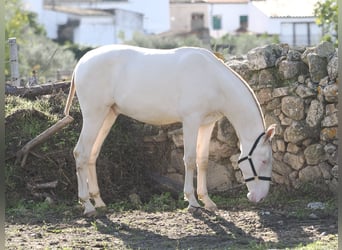 PRE Mix, Hengst, 2 Jaar, 164 cm, Perlino
