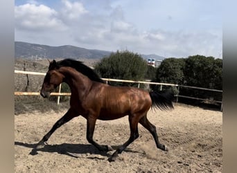 PRE, Hengst, 2 Jaar, 164 cm, Roodbruin