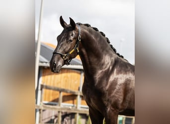 PRE Mix, Hengst, 2 Jaar, 164 cm, Zwart