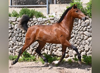 PRE Mix, Hengst, 2 Jaar, 165 cm, Bruin