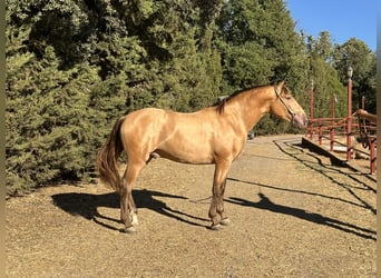 PRE, Hengst, 2 Jaar, 165 cm, Champagne