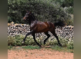PRE Mix, Hengst, 2 Jaar, 165 cm