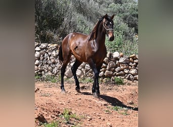 PRE Mix, Hengst, 2 Jaar, 165 cm