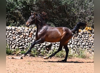 PRE Mix, Hengst, 2 Jaar, 165 cm