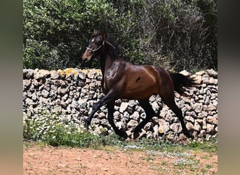 PRE Mix, Hengst, 2 Jaar, 165 cm