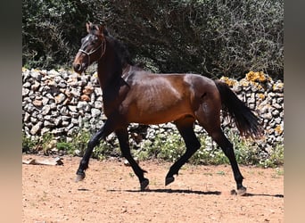 PRE Mix, Hengst, 2 Jaar, 165 cm