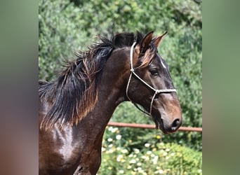 PRE Mix, Hengst, 2 Jaar, 165 cm