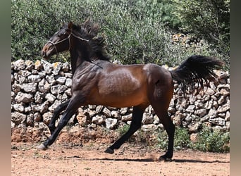 PRE Mix, Hengst, 2 Jaar, 165 cm