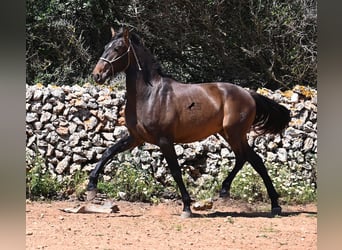 PRE Mix, Hengst, 2 Jaar, 165 cm