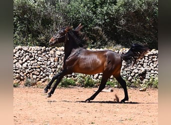 PRE Mix, Hengst, 2 Jaar, 165 cm