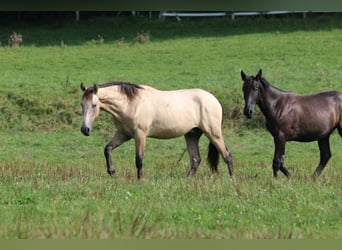 PRE, Hengst, 2 Jaar, 165 cm, kan schimmel zijn