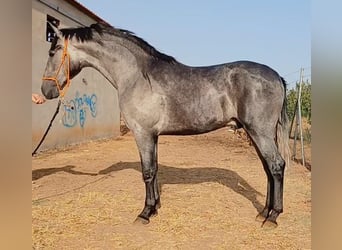 PRE Mix, Hengst, 2 Jaar, 165 cm, Schimmel