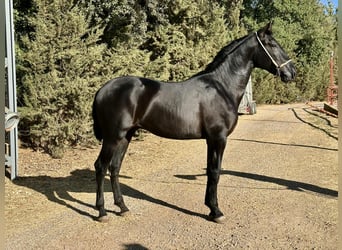 PRE, Hengst, 2 Jaar, 165 cm, Zwart