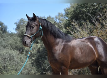 PRE, Hengst, 2 Jaar, 165 cm, Zwart