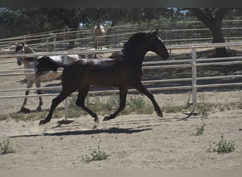 PRE, Hengst, 2 Jaar, 165 cm, Zwart