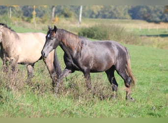 PRE, Hengst, 2 Jaar, 165 cm, Zwartschimmel