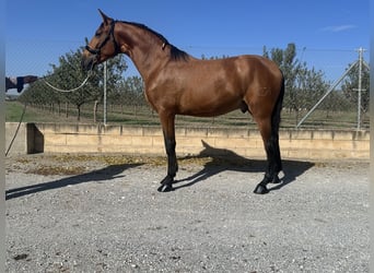 PRE Mix, Hengst, 2 Jaar, 166 cm, Bruin