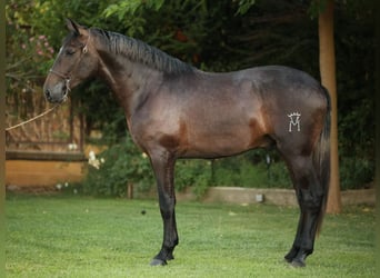 PRE Mix, Hengst, 2 Jaar, 166 cm, Schimmel