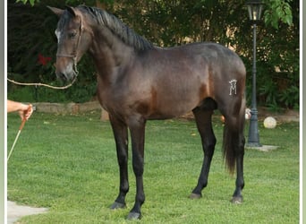 PRE Mix, Hengst, 2 Jaar, 166 cm, Schimmel