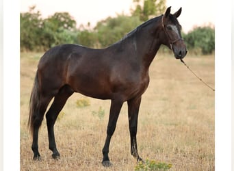 PRE Mix, Hengst, 2 Jaar, 166 cm, Schimmel