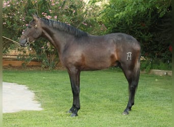 PRE Mix, Hengst, 2 Jaar, 166 cm, Schimmel