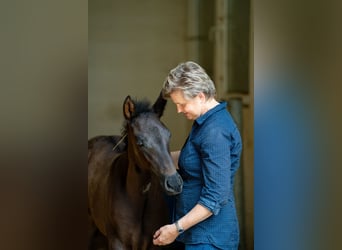 PRE Mix, Hengst, 2 Jaar, 167 cm, Zwart