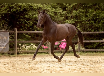 PRE Mix, Hengst, 2 Jaar, 167 cm, Zwart