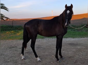 PRE Mix, Hengst, 2 Jaar, 167 cm, Zwartbruin