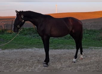 PRE Mix, Hengst, 2 Jaar, 167 cm, Zwartbruin