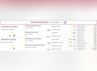 PRE Mix, Hengst, 2 Jaar, 168 cm, Bruin