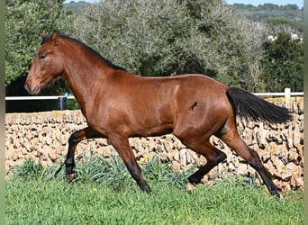 PRE Mix, Hengst, 2 Jaar, 168 cm, Bruin