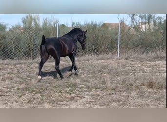 PRE, Hengst, 2 Jaar, 168 cm, Donkerbruin