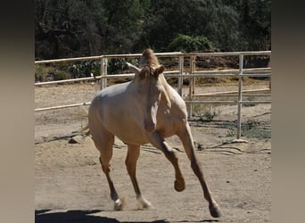 PRE, Hengst, 2 Jaar, 168 cm, Perlino