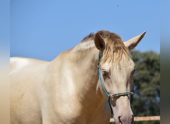 PRE, Hengst, 2 Jaar, 168 cm, Perlino