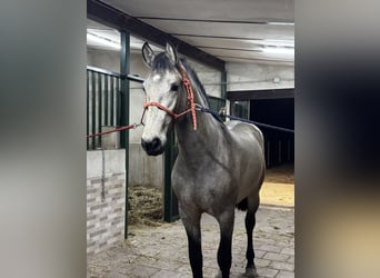 PRE, Hengst, 2 Jaar, 169 cm, Falbe