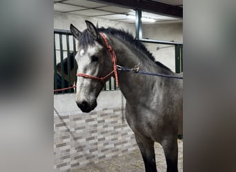 PRE, Hengst, 2 Jaar, 169 cm, Falbe