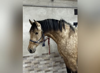 PRE, Hengst, 2 Jaar, 169 cm, Falbe