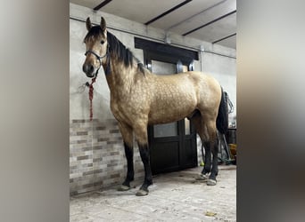 PRE, Hengst, 2 Jaar, 169 cm, Falbe