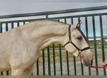 PRE Mix, Hengst, 2 Jaar, 170 cm, Buckskin