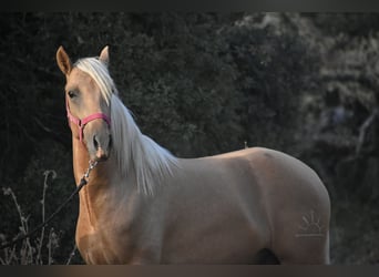 PRE, Hengst, 2 Jaar, 170 cm, Palomino