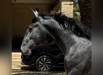 PRE, Hengst, 2 Jaar, 170 cm, Schimmel