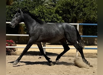 PRE, Hengst, 2 Jaar, 170 cm, Schimmel