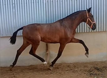 PRE Mix, Hengst, 2 Jaar, 172 cm, Bruin