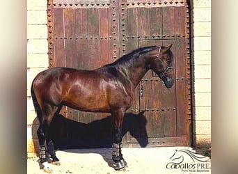 PRE Mix, Hengst, 2 Jaar, 172 cm, Bruin