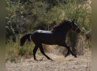 PRE, Hengst, 2 Jaar, 174 cm, Zwart